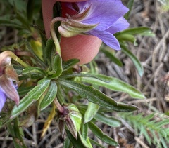 Viola arborescens, photograph (c) Katrin Simon, some rights reserved (CC BY)