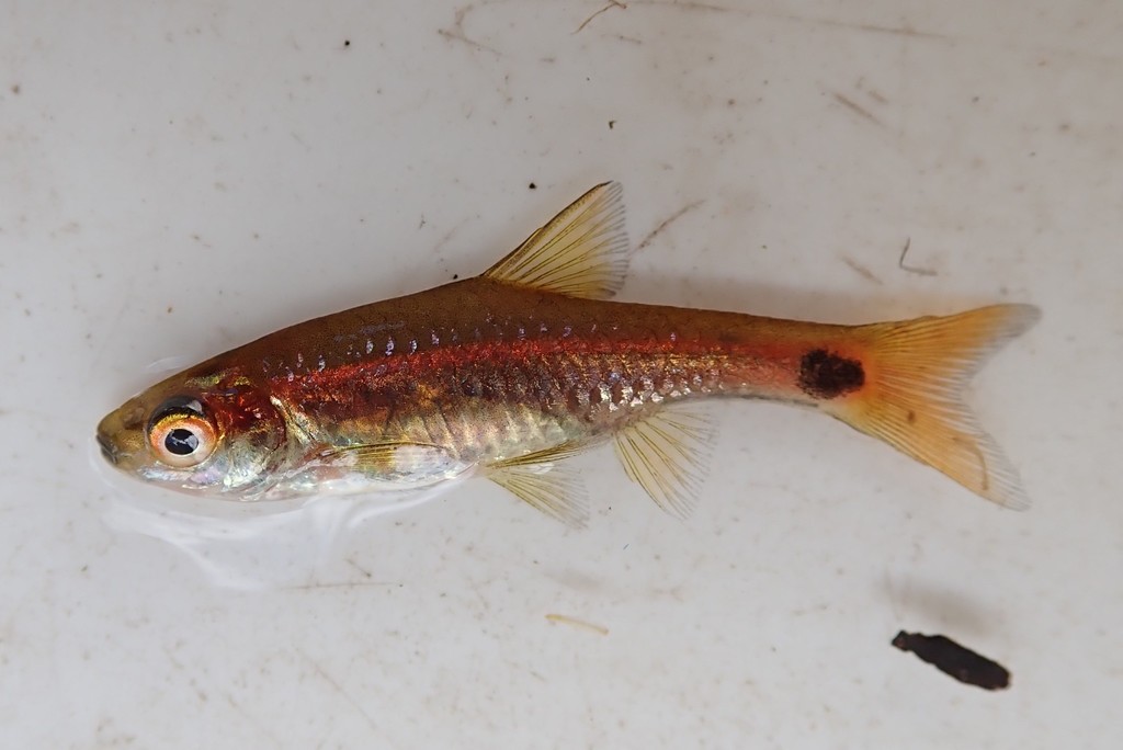 Spottail barb (Enteromius afrovernayi) — Cyprinidae