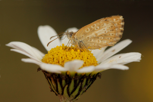 Red-clover Blue