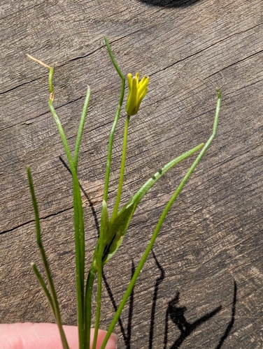 Belgian Gagea (Gagea spathacea)