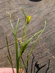 Gagea spathacea, photograph (c) Tina Ellegaard Poulsen, some rights reserved (CC BY)