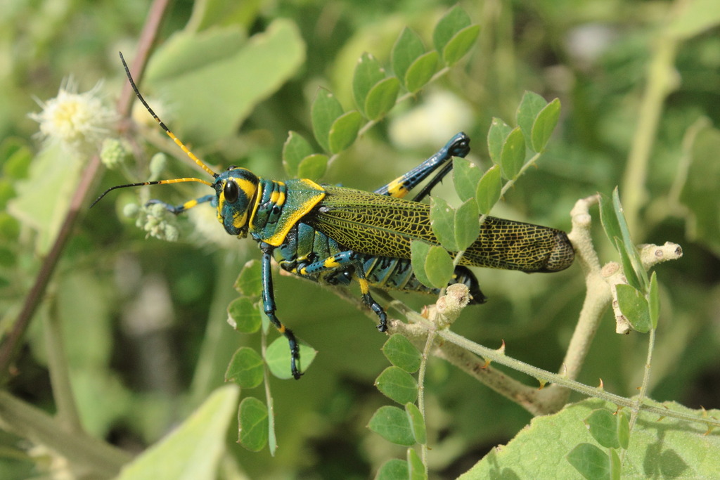 Chromacris colorata