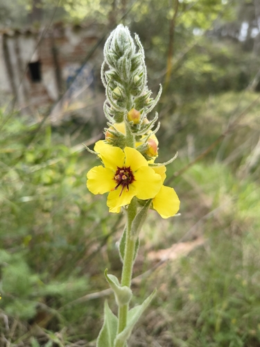 Verbascum boerhavii (Verbascum boerhavii)