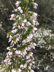 Erica simulans