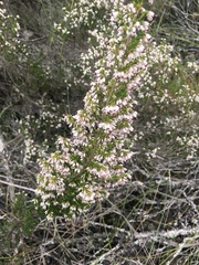 Erica simulans