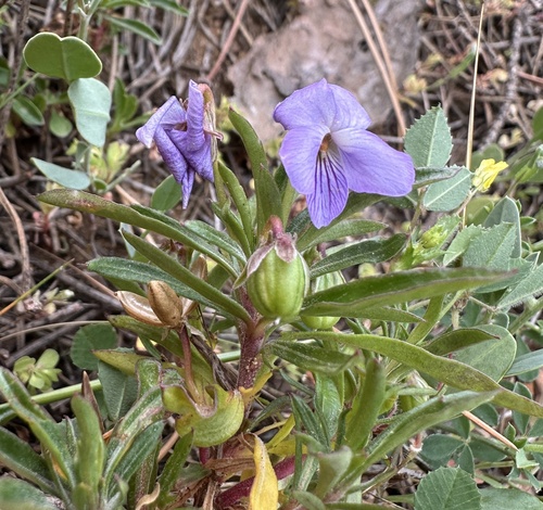 Viola arborescens, photograph 4