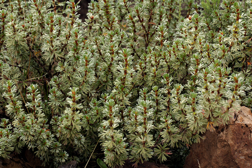 Alchemilla argyrophylla