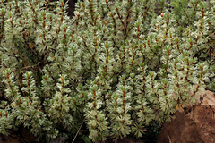Alchemilla argyrophylla image