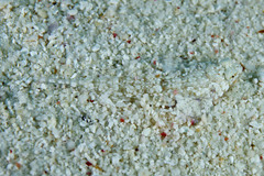 Diplogrammus goramensis