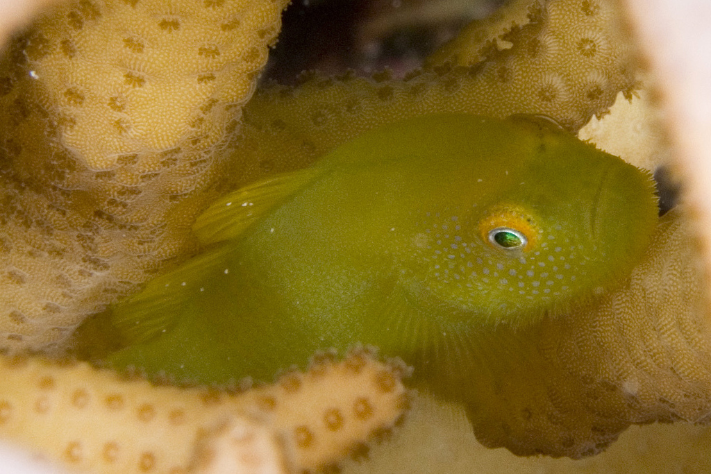 Paragobiodon