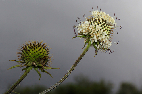 Dipsacus pinnatifidus image