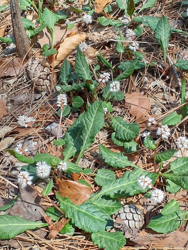 Bistorta tenuicaulis