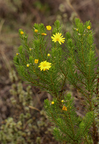 Euryops brownei image