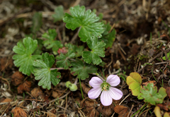Geranium kilimandscharicum