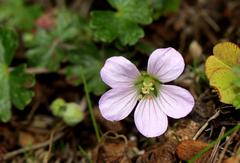 Geranium kilimandscharicum