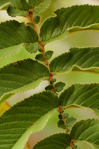 Hagenia abyssinica image