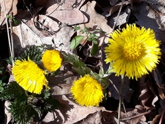 Tussilago farfara