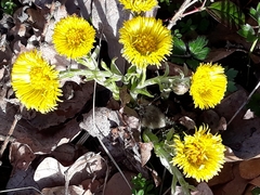 Tussilago farfara
