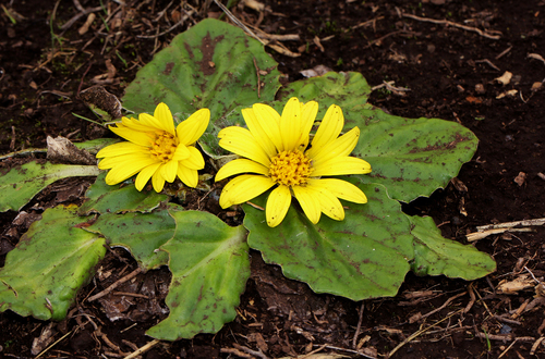 Haplocarpha rueppelii image