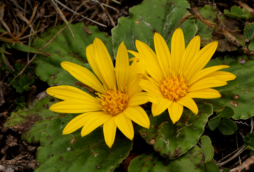 Haplocarpha rueppelii image