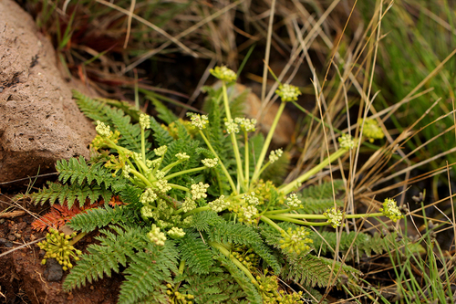 Haplosciadium abyssinicum image