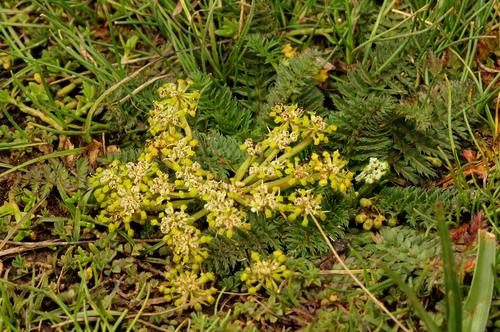 Haplosciadium abyssinicum image