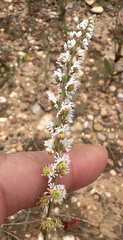Sesamoides purpurascens, photograph (c) Katrin Simon, some rights reserved (CC BY)