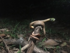 Boiga cyanea