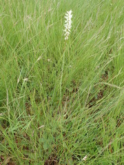 Kniphofia buchananii