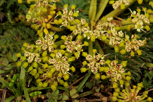 Haplosciadium abyssinicum image