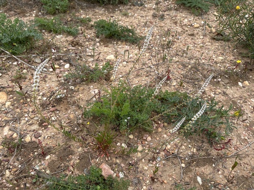 Sesamoides purpurascens, photograph 5