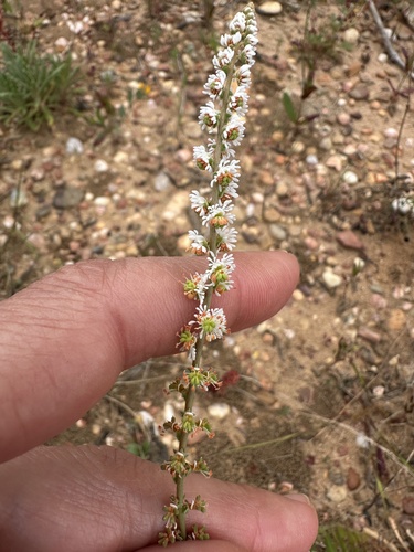 Sesamoides purpurascens, photograph 6