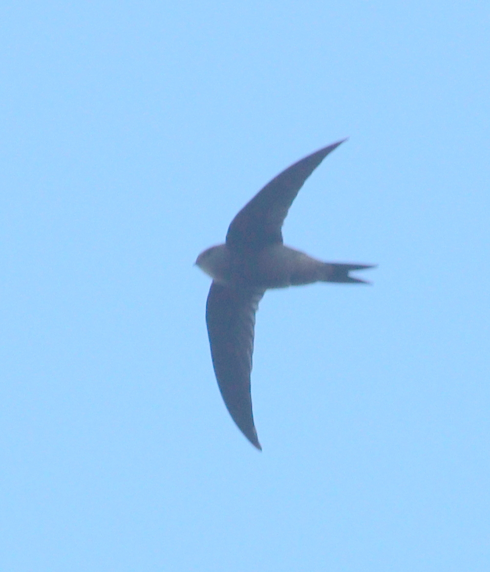 Plain Swift (Apus unicolor), photo 4