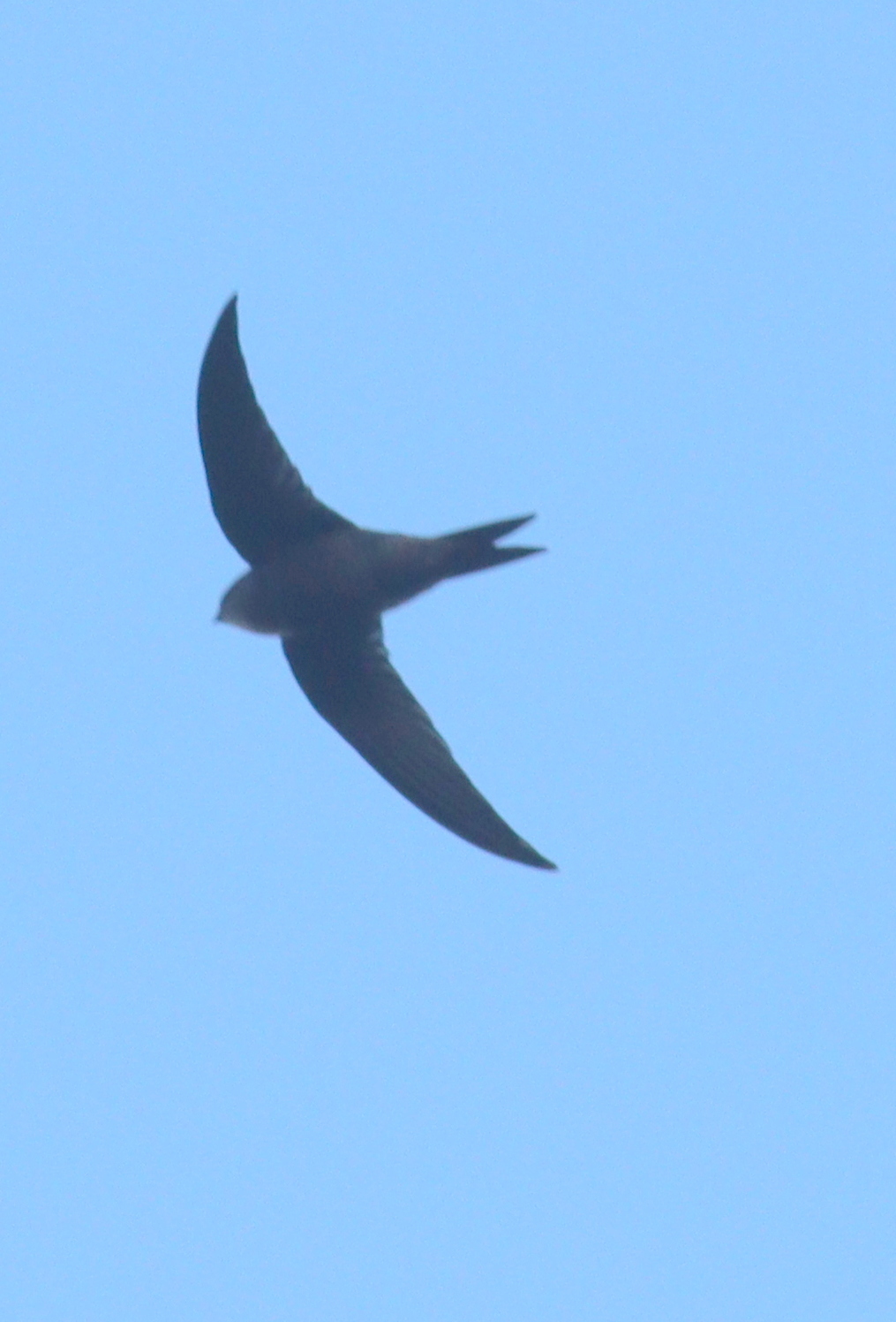 Plain Swift (Apus unicolor), photo 3