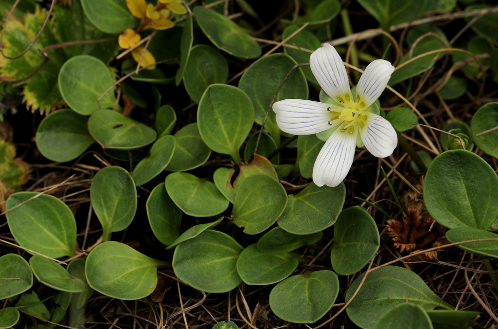 Swertia crassiuscula