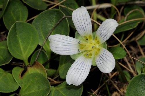 Swertia crassiuscula