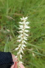 Kniphofia buchananii