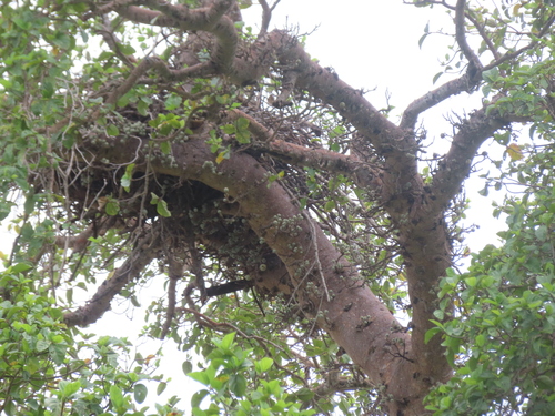 Sycomore (Ficus sycomorus)