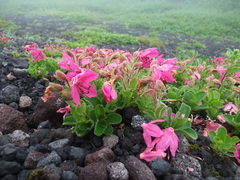 Rhododendron camtschaticum