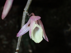Dendrobium aphyllum