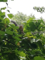 Sciurus carolinensis