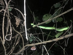 Trimeresurus macrops