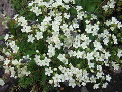 Saxifraga bronchialis funstonii
