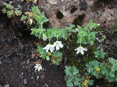 Stellaria ruscifolia