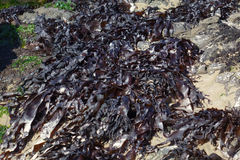 Pachymenia