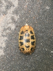 Indotestudo elongata