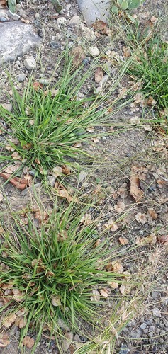 Eragrostis brownii iNat (2)
