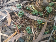 Viola serpentinicola