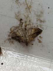 Plusiodonta coelonota