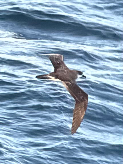 Juan Fernandez Petrel (Pterodroma externa), photo 9